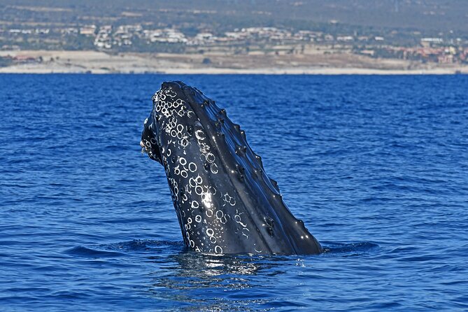 Whale Watching by Zodiac in Cabo San Lucas with Photos Included - Cabo Whale Watching With a Hydrophone: What the Tour Really Feels Like