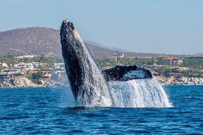 Whale Watching by Zodiac in Cabo San Lucas with Photos Included - The Boat Setup: Why This Matters for Comfort and Whale Safety