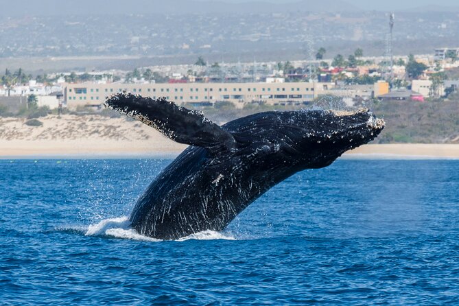 Whale Watching by Zodiac in Cabo San Lucas with Photos Included - Whale Encounters: What You’re Actually Hoping For