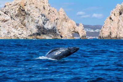 Whale Watching by Zodiac in Cabo San Lucas with Photos Included - From the Arch to the Open Water: The Typical Flow on the Tour