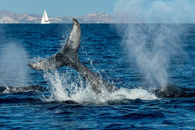 Whale Watching by Zodiac in Cabo San Lucas with Photos Included - The Hydrophone Moment: Hearing Whale Songs in Real Time
