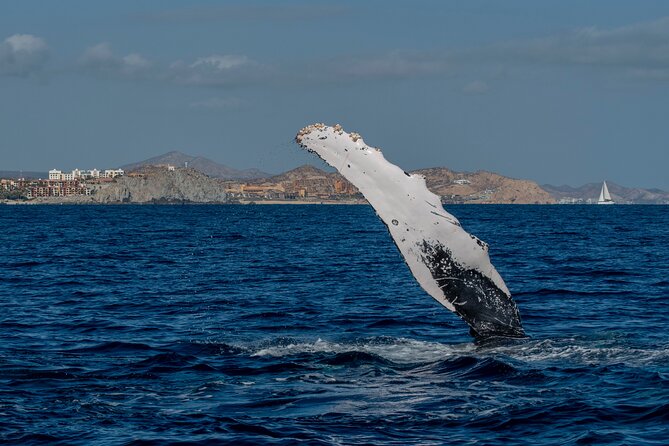 Whale Watching by Zodiac in Cabo San Lucas with Photos Included - Photos and Videos Included: Great Value, Plus One Timing Tip
