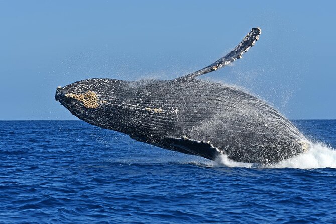 Whale Watching by Zodiac in Cabo San Lucas with Photos Included - Snacks, Drinks, and What to Bring