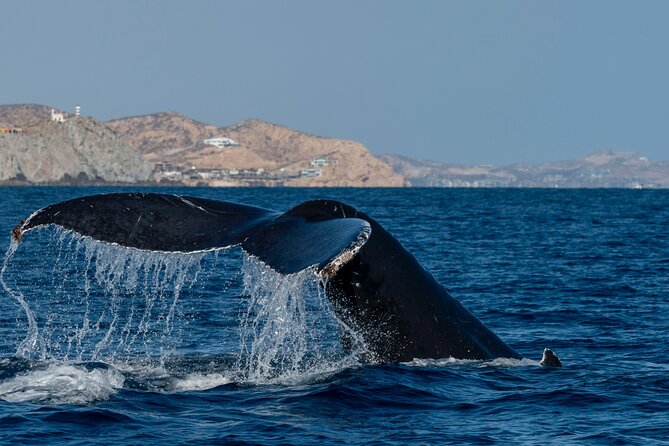 Whale Watching by Zodiac in Cabo San Lucas with Photos Included - Who This Tour Fits Best (and Who Might Want a Different Option)