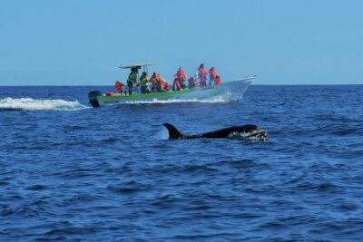 Whale Watching Cabo-Women crew-Sightings Guaranteed & Free Photos - Marine Biologists at the Helm (Plus the All-Women Crew Energy)