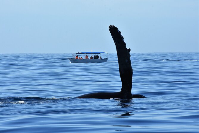 Whale Watching Cabo-Women crew-Sightings Guaranteed & Free Photos - Hydrophone Whale Songs: The Soundtrack You Didn’t Know You Needed