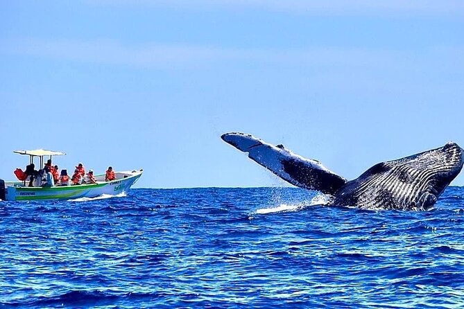 Whale Watching Cabo-Women crew-Sightings Guaranteed & Free Photos - Photos Included, Plus a Free Second Tour If Whales Don’t Show