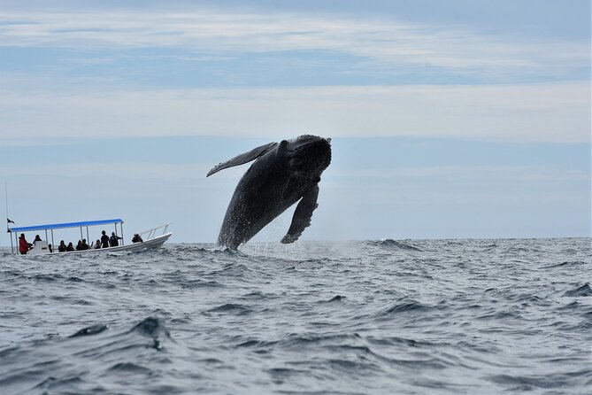 Whale Watching Cabo-Women crew-Sightings Guaranteed & Free Photos - Where You Meet and What to Expect On Arrival