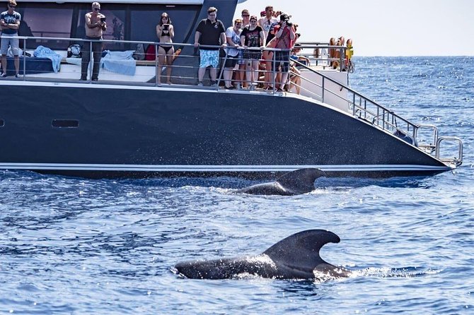Whale Watching Catamaran in Costa Adeje (Including drinks & Sandwich) - Key things to know before you book