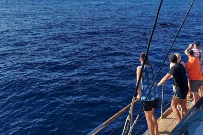 Whale Watching Catamaran in Costa Adeje (Including drinks & Sandwich) - Wildlife spotting in the Atlantic: what the crew actually helps you look for