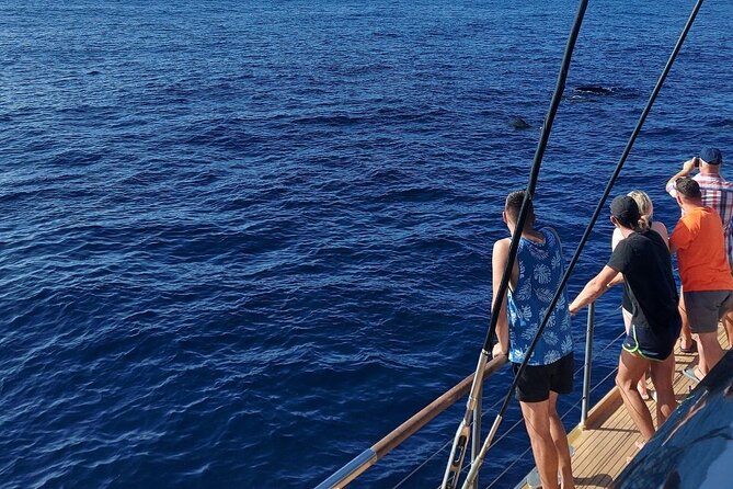 Whale Watching Catamaran in Costa Adeje (Including drinks & Sandwich) - Wildlife spotting in the Atlantic: what the crew actually helps you look for