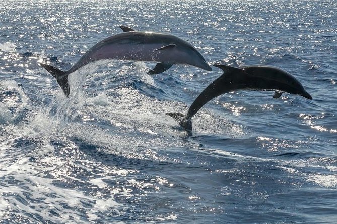 Whale Watching Catamaran to Los Gigantes & Masca (Including drinks & warm lunch) - Tenerife whale watching at 13:15: the schedule that fits most plans