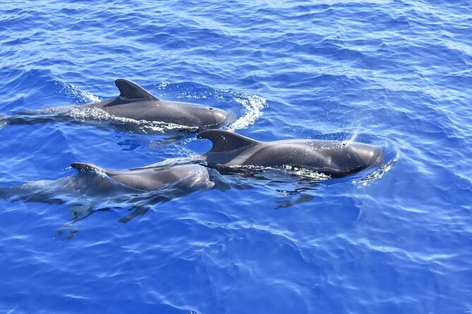 Whale Watching Catamaran to Los Gigantes & Masca (Including drinks & warm lunch) - The catamaran ride and the whale-and-dolphin search