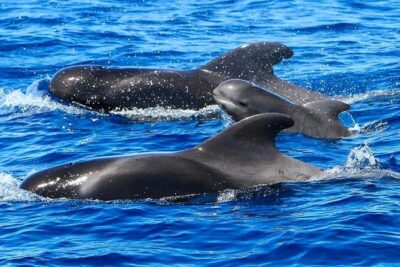 Whale Watching Catamaran to Los Gigantes & Masca (Including drinks & warm lunch) - Where you start: Puerto Colón, meeting point, and pickup limits