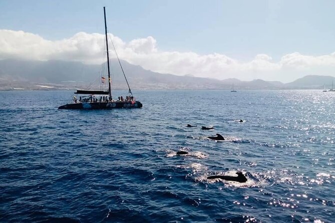 Whale Watching Catamaran to Los Gigantes & Masca (Including drinks & warm lunch) - Los Gigantes cliffs: the payoff even when wildlife is quiet