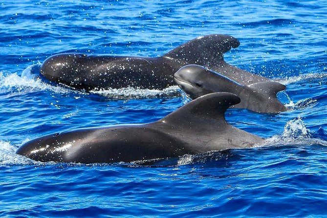 Whale Watching Catamaran to Los Gigantes & Masca (Including drinks & warm lunch) - Where you start: Puerto Colón, meeting point, and pickup limits