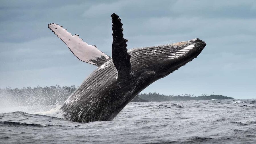 Whale Watching + Cayo Levantado - Guides, Captains, and How Close You Actually Get