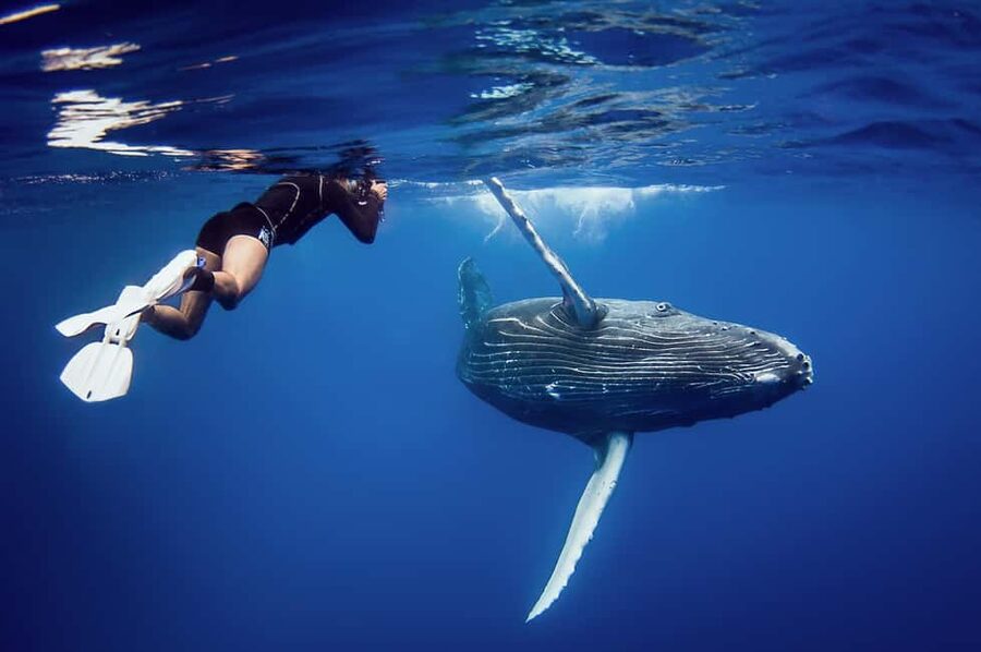 Whale Watching + Cayo Levantado - Price and Value: How $6 Works Out (If You Shop Smart)