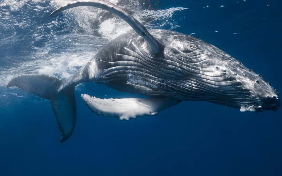 Whale Watching + Cayo Levantado - Who This Tour Fits Best (And Who Might Want Another Option)