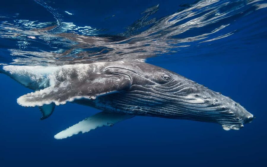 Whale Watching + Cayo Levantado - Small Practical Tips That Make This Day Easier