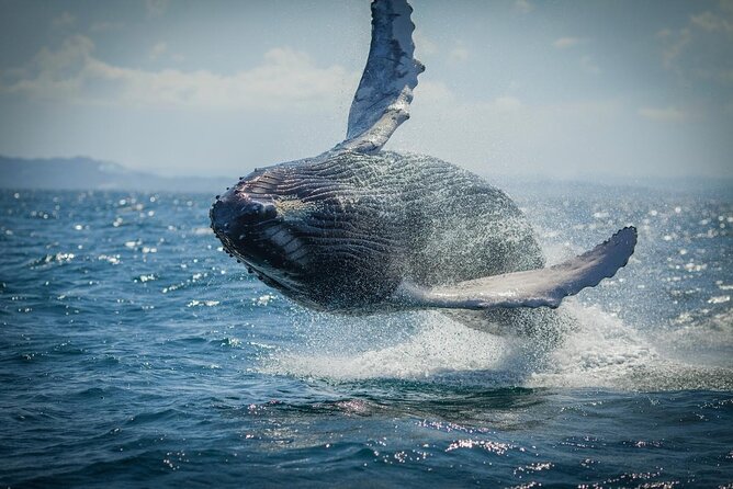 Whale Watching, Cayo Levantado and Limón Waterfall in Samaná - Key highlights you’ll actually care about