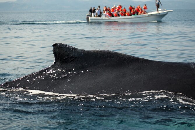 Whale Watching, Cayo Levantado and Limón Waterfall in Samaná - Getting to Samaná Bay: why the timing matters