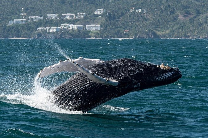 Whale Watching, Cayo Levantado and Limón Waterfall in Samaná - Limón Waterfall: the swim is the main event