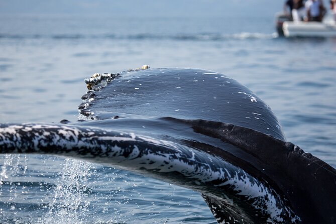 Whale Watching, Cayo Levantado and Limón Waterfall in Samaná - La Canita and catamaran boarding: the day’s rhythm