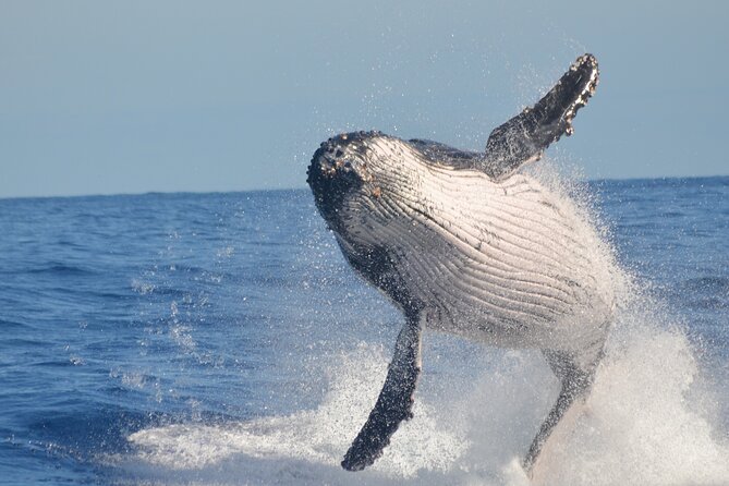 Whale Watching, Cayo Levantado and Limón Waterfall in Samaná - Cultural stops: ranch life and a typical Dominican house