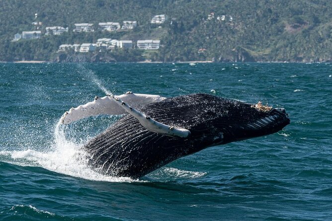 Whale Watching, Cayo Levantado and Limón Waterfall in Samaná - Price and value: is $170 fair for a 10-hour day?