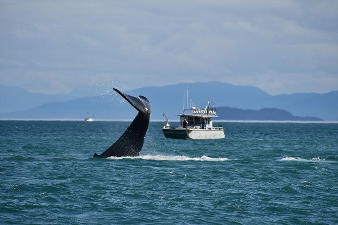 Whale Watching Charters and Bear search through Icy Strat Alaska - Key Things To Know Before You Go