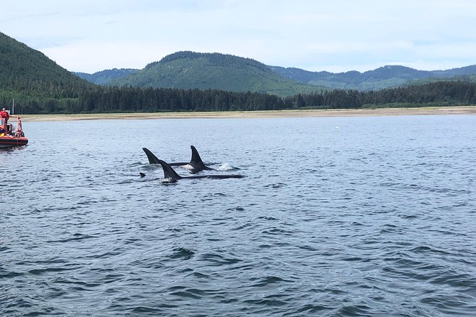 Whale Watching Charters and Bear search through Icy Strat Alaska - The Small-Boat Advantage (Up to 6 People)