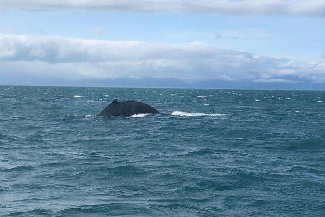 Whale Watching Charters and Bear search through Icy Strat Alaska - What You Can See: Humpbacks First, Then the Extras