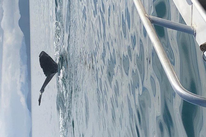Whale Watching Charters and Bear search through Icy Strat Alaska - Snacking While You Cruise: Why It’s a Smart Use of Time