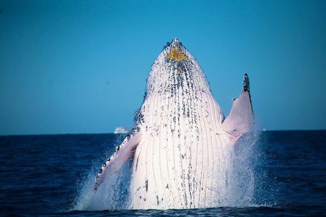 Whale Watching Cruise from Mooloolaba - Key things to know before you go