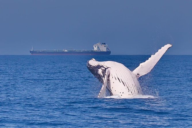 Whale Watching Cruise from Mooloolaba - The 3-hour cruise in real time: what happens on the water