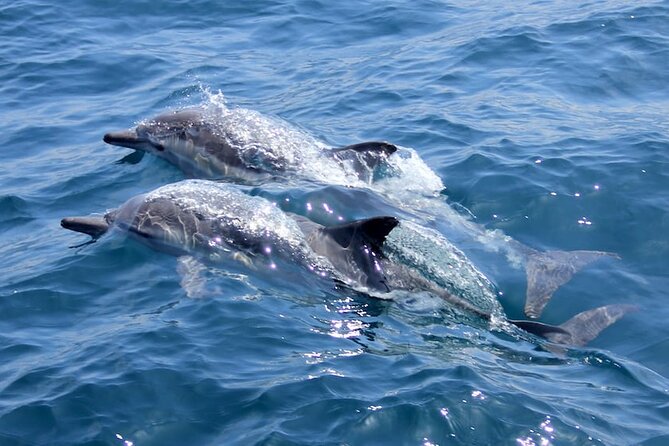 Whale Watching Cruise from Mooloolaba - Dolphins in the wake: when the boat ride turns into play time