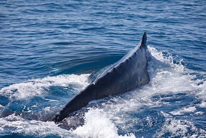 Whale Watching Cruise from Mooloolaba - Humpback whales: how to watch for breaches and tail slaps