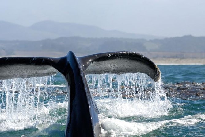 Whale-Watching Cruise from Newport Beach - Quick wins before you go