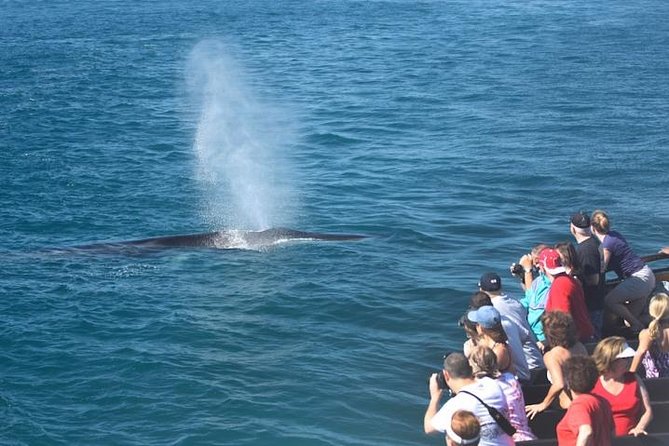 Whale-Watching Cruise from Newport Beach - What whales you might see, and when: minke, humpback, blue, finback, grey