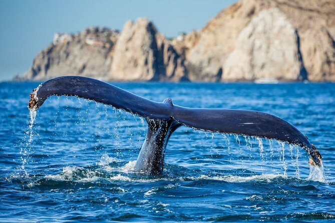 Whale-Watching Cruise from Newport Beach - Luxury upgrade reality check: 360-degree deck and faster cruising