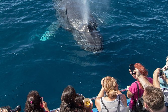 Whale-Watching Cruise from Newport Beach - The coastline route: what you see from Balboa to Catalina