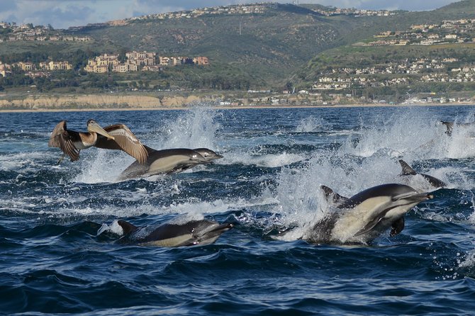 Whale-Watching Cruise from Newport Beach - The crew and captain style: safety first, then spotting tips