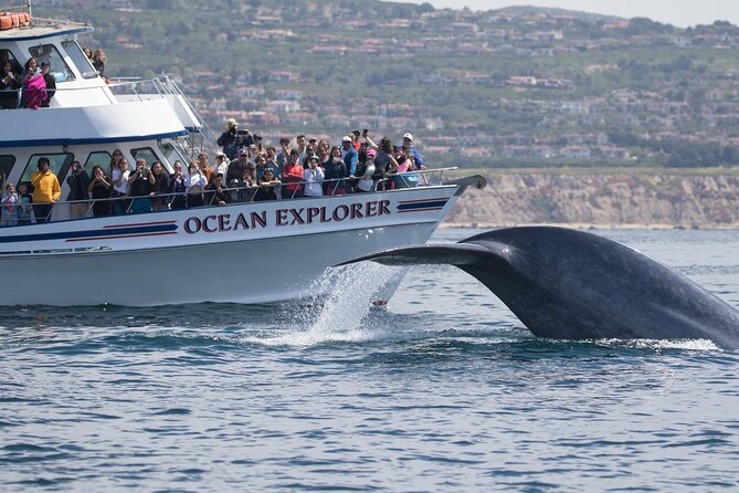 Whale-Watching Cruise from Newport Beach - Weather, wind, and “bring layers” is not optional