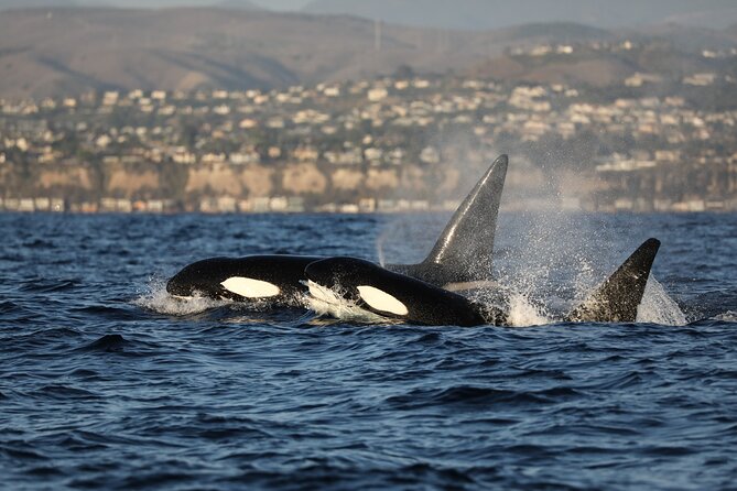 Whale-Watching Cruise from Newport Beach - Binoculars, sunscreen, and how to actually spot marine life