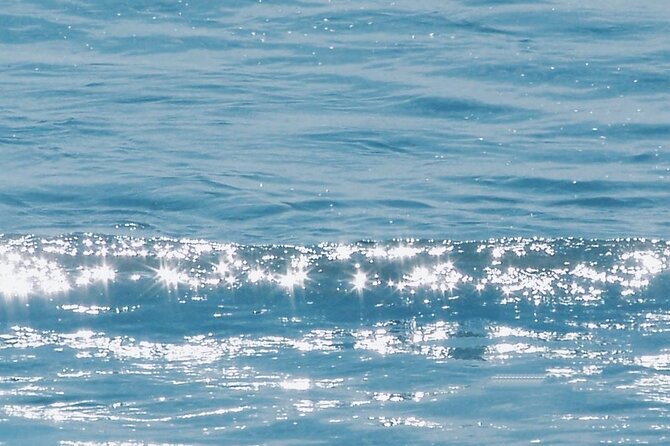 Whale-Watching Cruise from Newport Beach - Price and value: why $31 can still be a smart buy