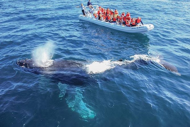 Whale Watching Cruise in Cabos San Lucas and Ground Transportation - Key Things to Know Before You Go