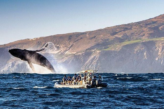 Whale Watching Cruise in Cabos San Lucas and Ground Transportation - Whale Watching in Cabo: What This 4-Hour Day Actually Feels Like