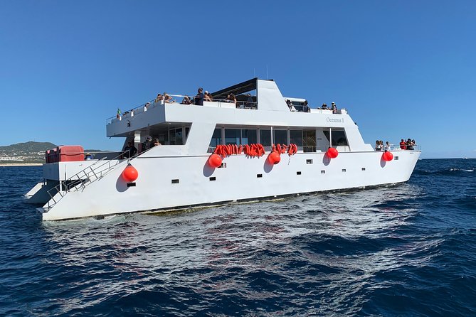 Whale Watching Cruise in Cabos San Lucas and Ground Transportation - Whale Watching by Speedboat or Catamaran: Which Option Fits You?