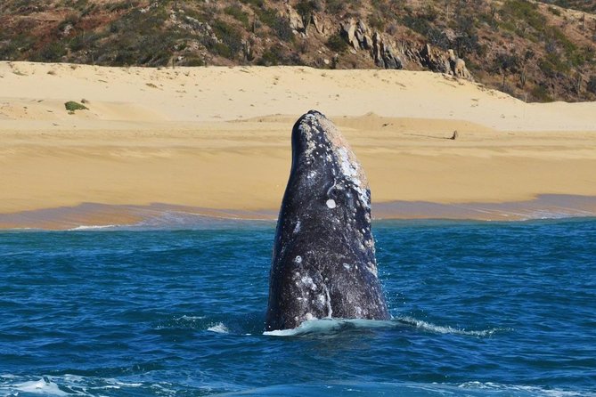 Whale Watching Cruise in Cabos San Lucas and Ground Transportation - Safety Stuff You’ll Actually Appreciate: Lifevest and Insurance